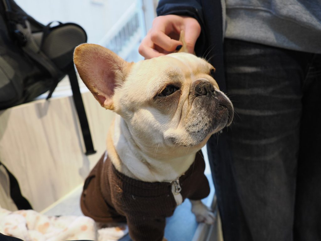 Buldog francuski kremowy w brązowym swetrze dostaje smakołyk i patrzy w górę, Dog Cafe Rio