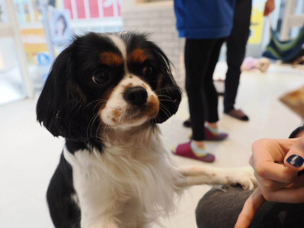 Cavalier King Charles Spaniel trójkolorowy patrzący w obiektyw z łapką na dłoni