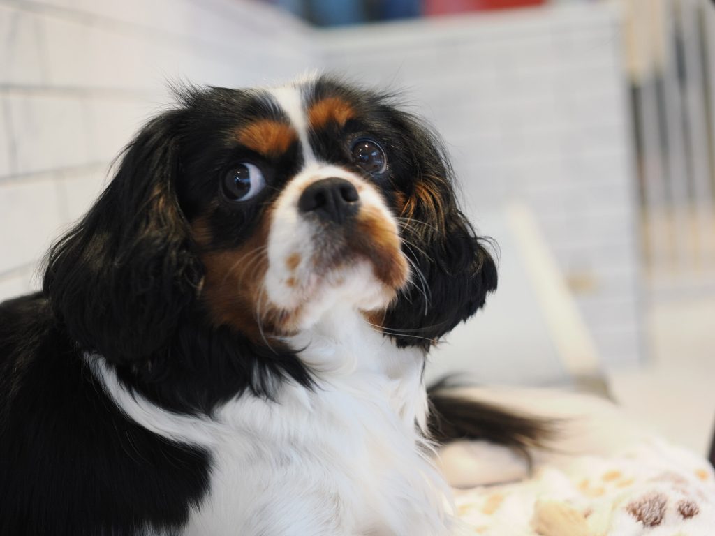 Cavalier King Charles Spaniel trójkolorowy portret z bliska, duże czarne oczy