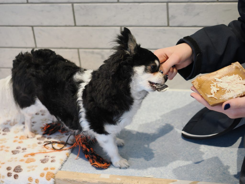 Chihuahua czarno-biały dostający smakołyk z ręki, dywanik z motywem łapek w tle