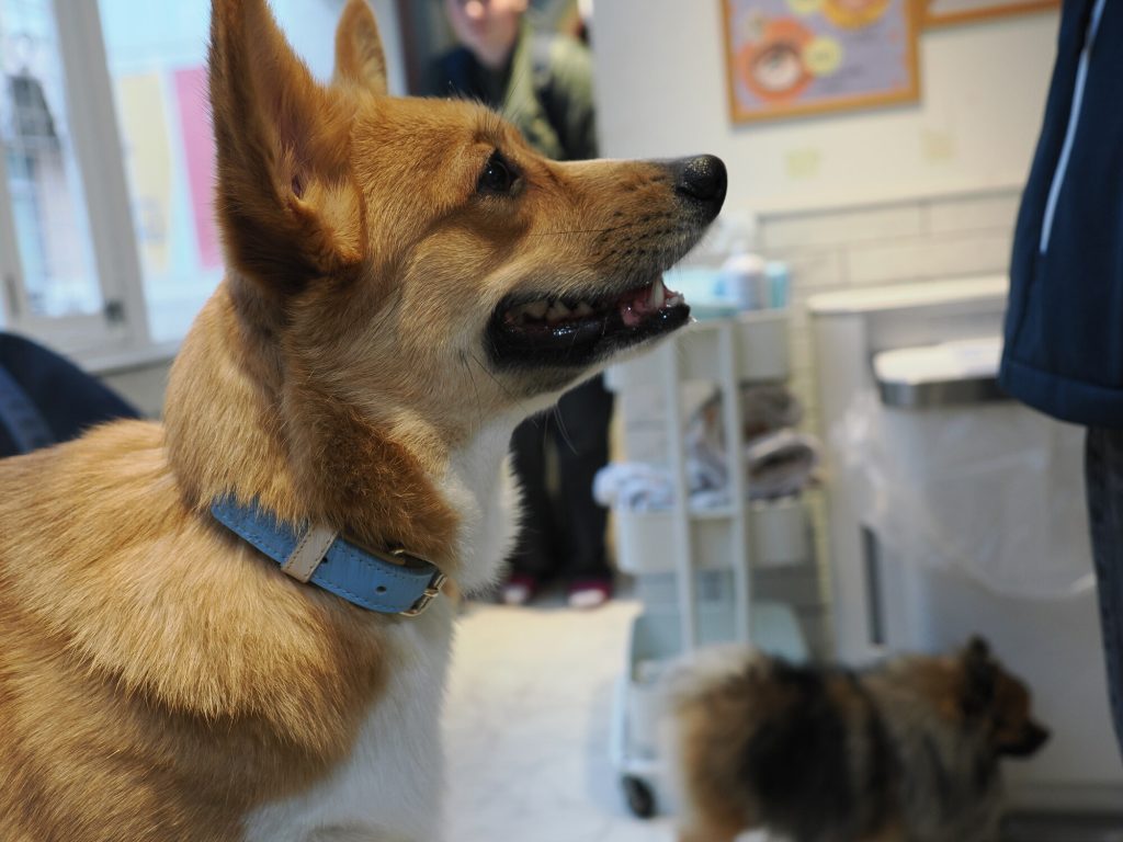 Corgi z otwartym pyskiem patrzący w bok z zadowolonym wyrazem twarzy, niebieski kołnierzyk, Dog Cafe Rio