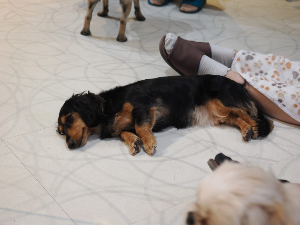 Długowłosy jamnik czarno-podpalany śpiący na podłodze przy nogach gości, wiele psów w tle