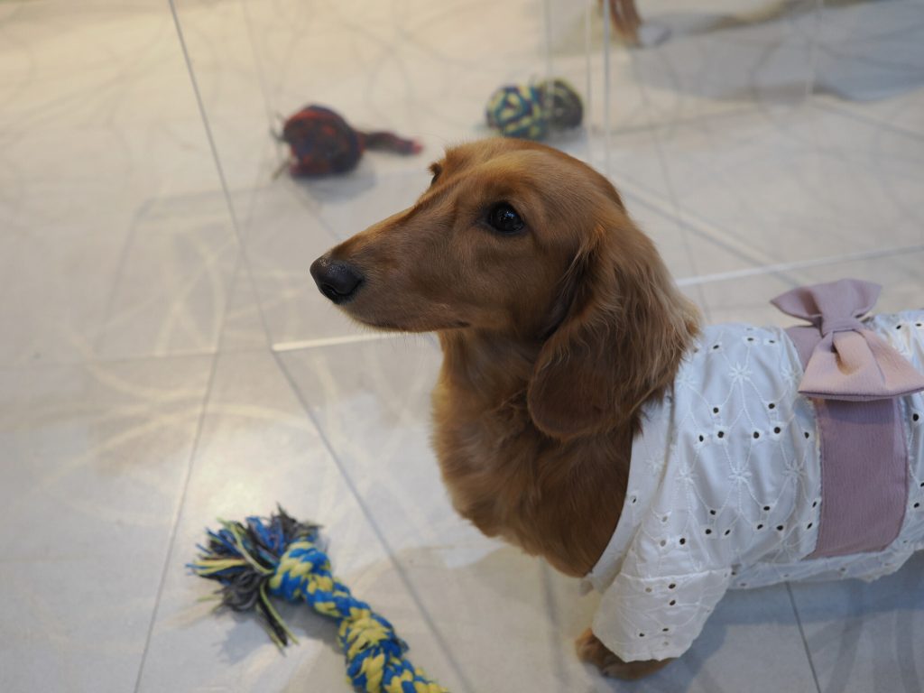 Długowłosy jamnik rudy w białej sukience z różową kokardką, portret, podłoga z zabawkami