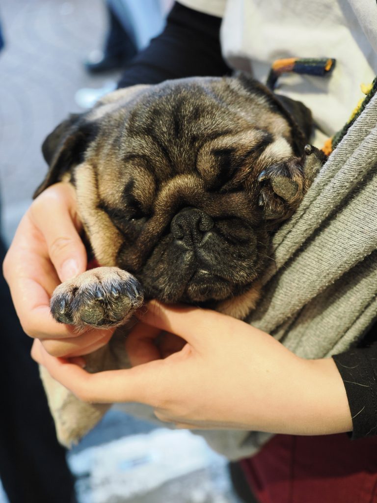 Śpiący mops z pomarszczoną mordką trzymany w rękach, zbliżenie na pysk i łapkę