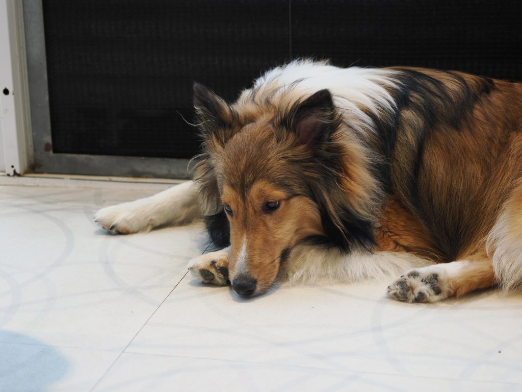 Sheltie rudy leżący na białej podłodze przy siatce, smętne spojrzenie
