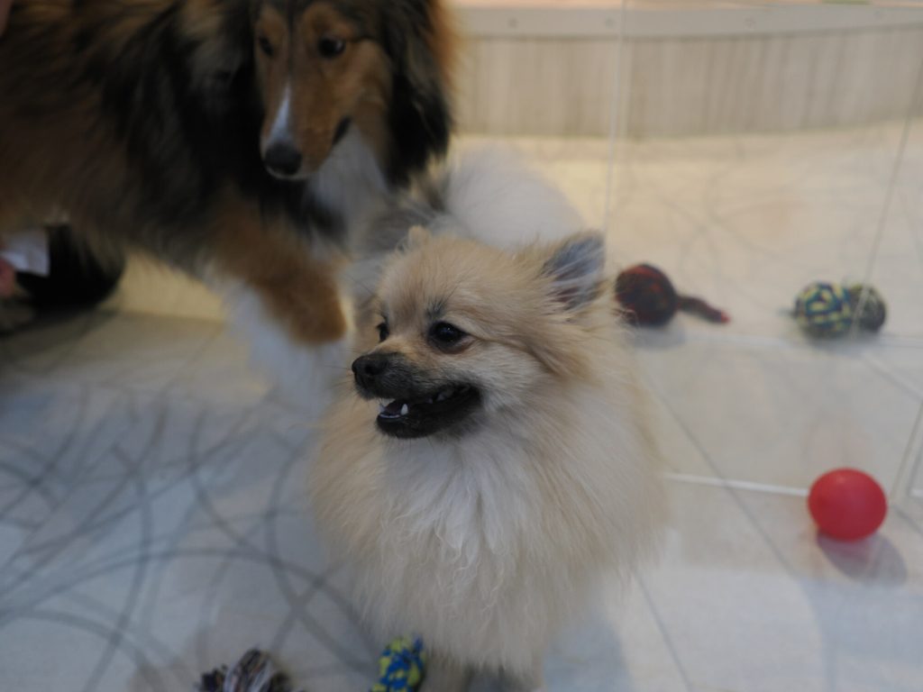 Szpic pomeranian biały siedzący na podłodze z piłeczkami, sheltie nieostry w tle, Dog Cafe Rio