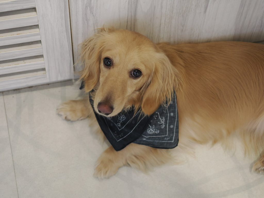 Złoty retriever w granatowej chustce leżący i patrzący w obiektyw, portret