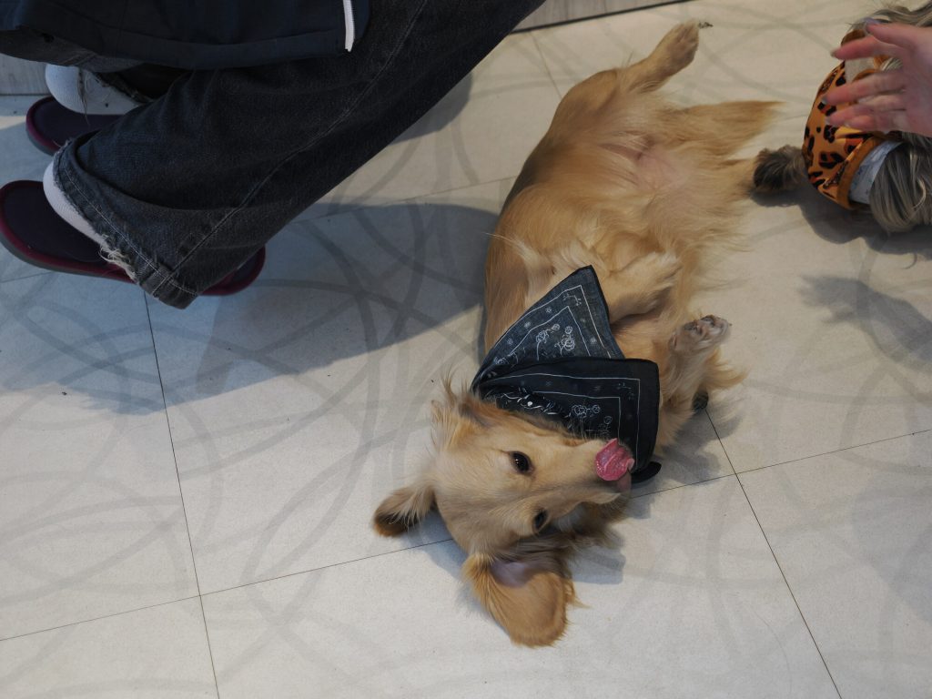 Złoty retriever leżący na plecach z wywieszonym językiem i chustką na szyi, widok z góry