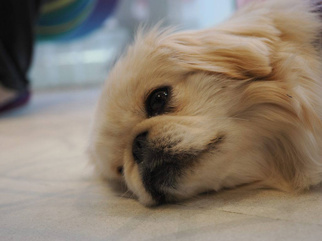 Złoty retriever leżący pyskiem na podłodze, zbliżenie na mordkę z boku