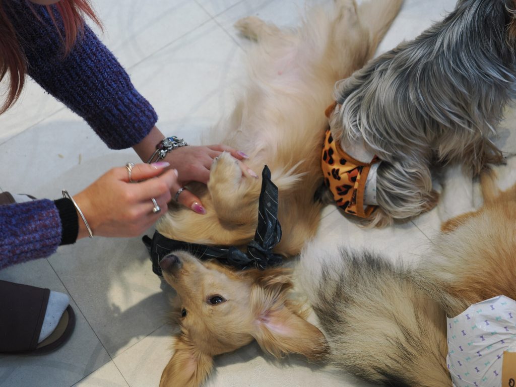 Złoty retriever na plecach daje się głaskać, obok yorkshire terrier w lamparcim kołnierzu