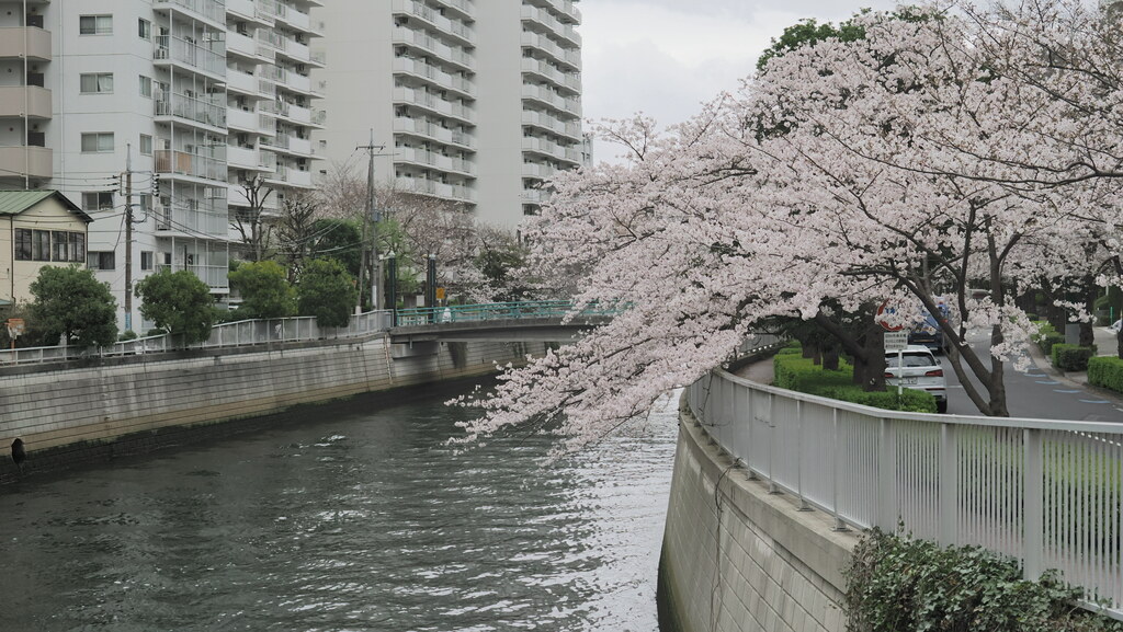 Gałęzie kwitnącej sakury zwisające nad kanałem, bloki mieszkalne w tle