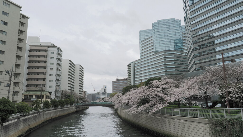 Kanał w Tokio z kwitnącymi wiśniami i wieżowcami w tle, pochmurne niebo