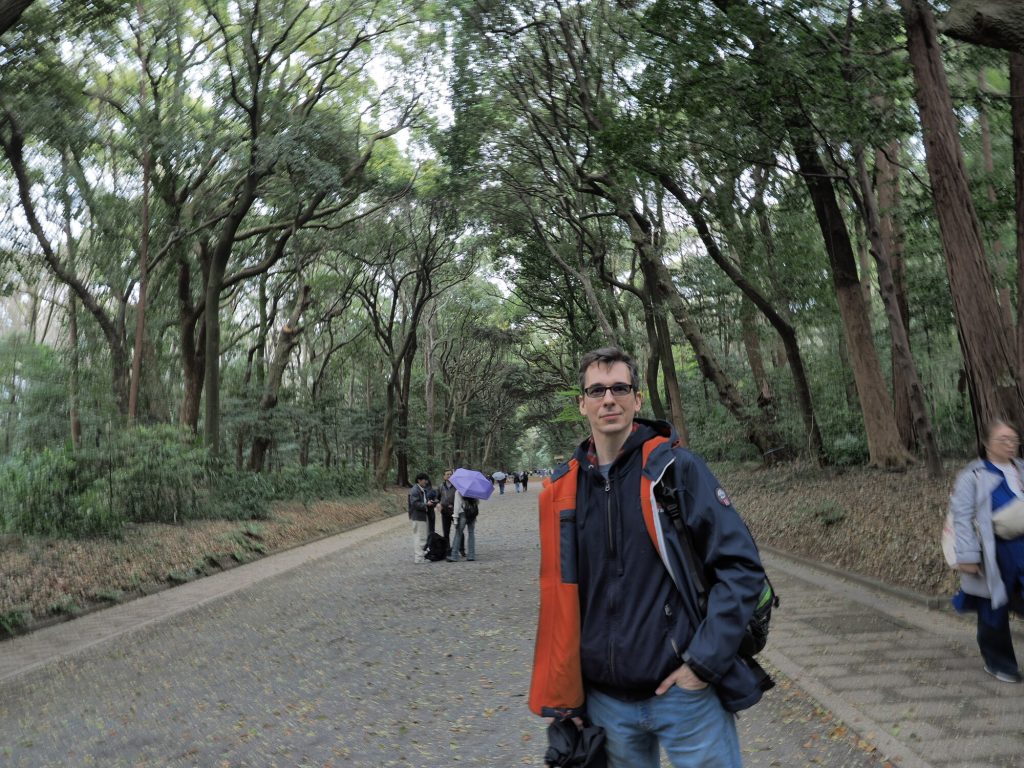 Kamil na alei lesnej w Meiji Jingu - szeroka sciezka brukowa przez starodrzew