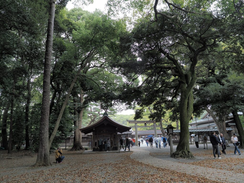 Plac przed sanktuarium Meiji Jingu - wewnetrzna torii, drzewa, turysci z parasolami