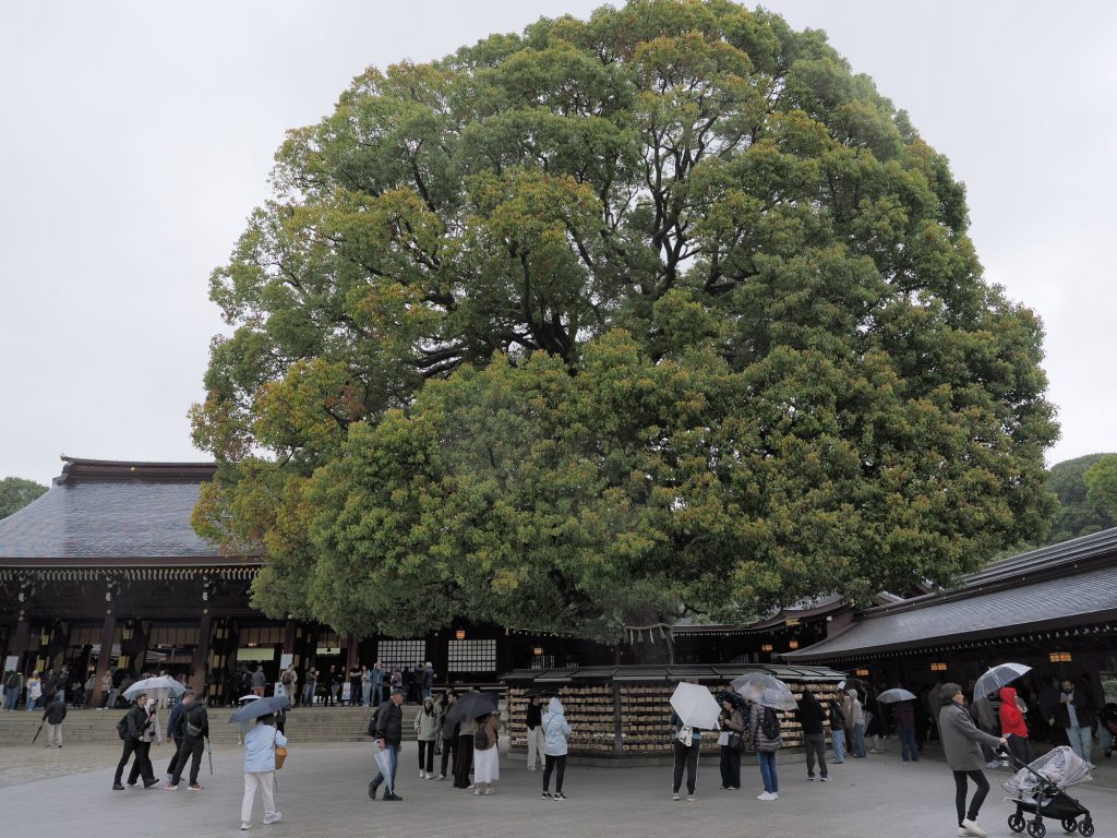 Wielkie drzewo kamfory przy glownym sanktuarium Meiji Jingu z tabliczkami ema u podstawy