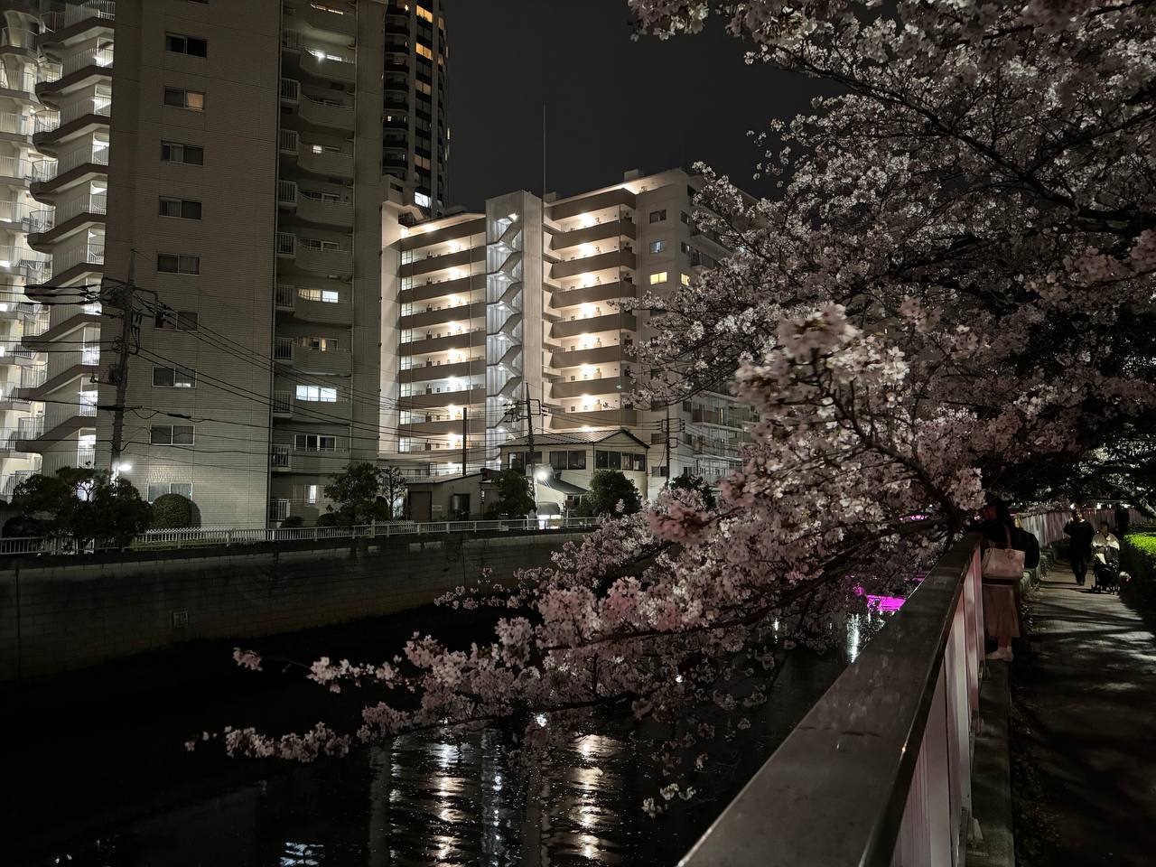 Gałąź wiśni zwisająca nad rzeką Meguro nocą - różowe kwiaty, odbicie w wodzie, spacerujące osoby na nabrzeżu