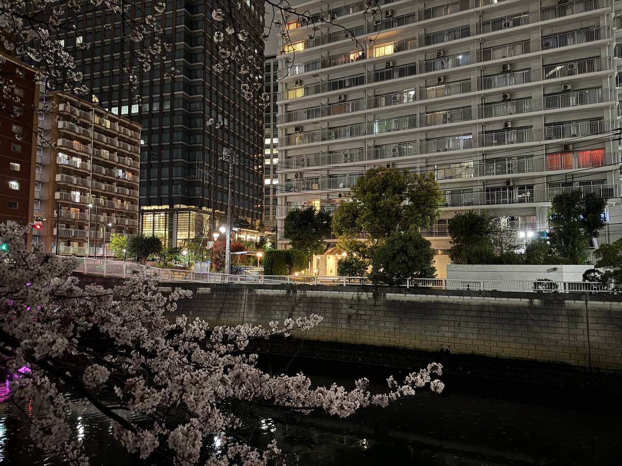 Sakura nad rzeką Meguro - gałąź wiśni na pierwszym planie, rzeka, oświetlona restauracja nad wodą i wieżowce