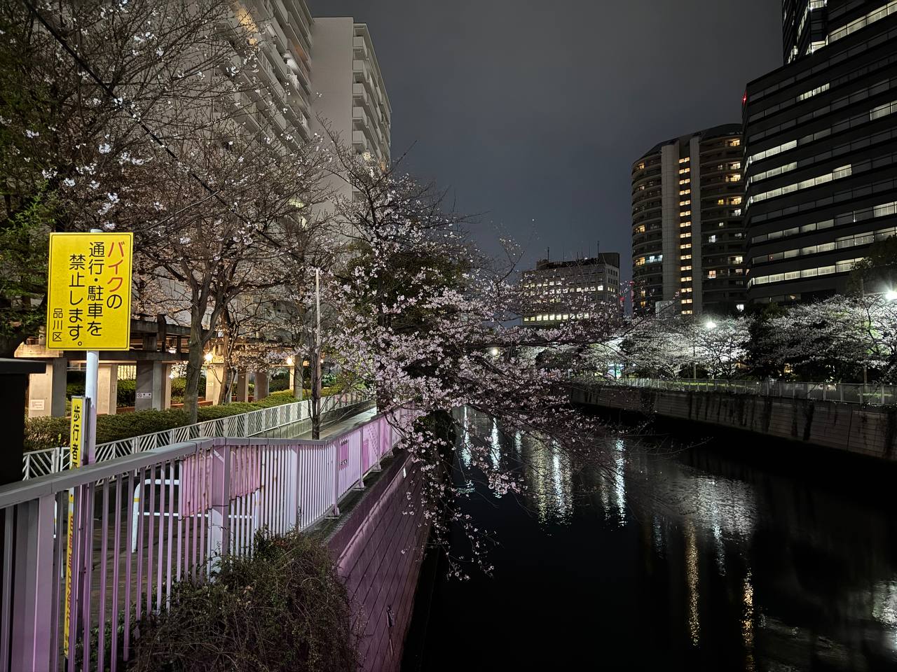Wiśnia nad rzeką Meguro nocą - żółta tabliczka zakazu parkowania motorow od Shinagawa-ku, kwiaty nad wodą