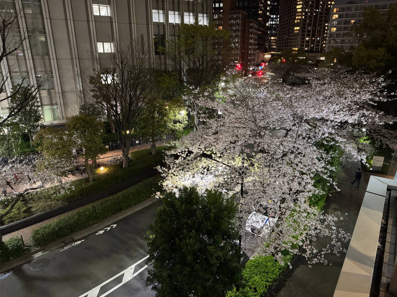 Kwitnąca wiśnia nocą podświetlona reflektorem, cały kwitnący baldachim nad ulicą, samotny przechodzień