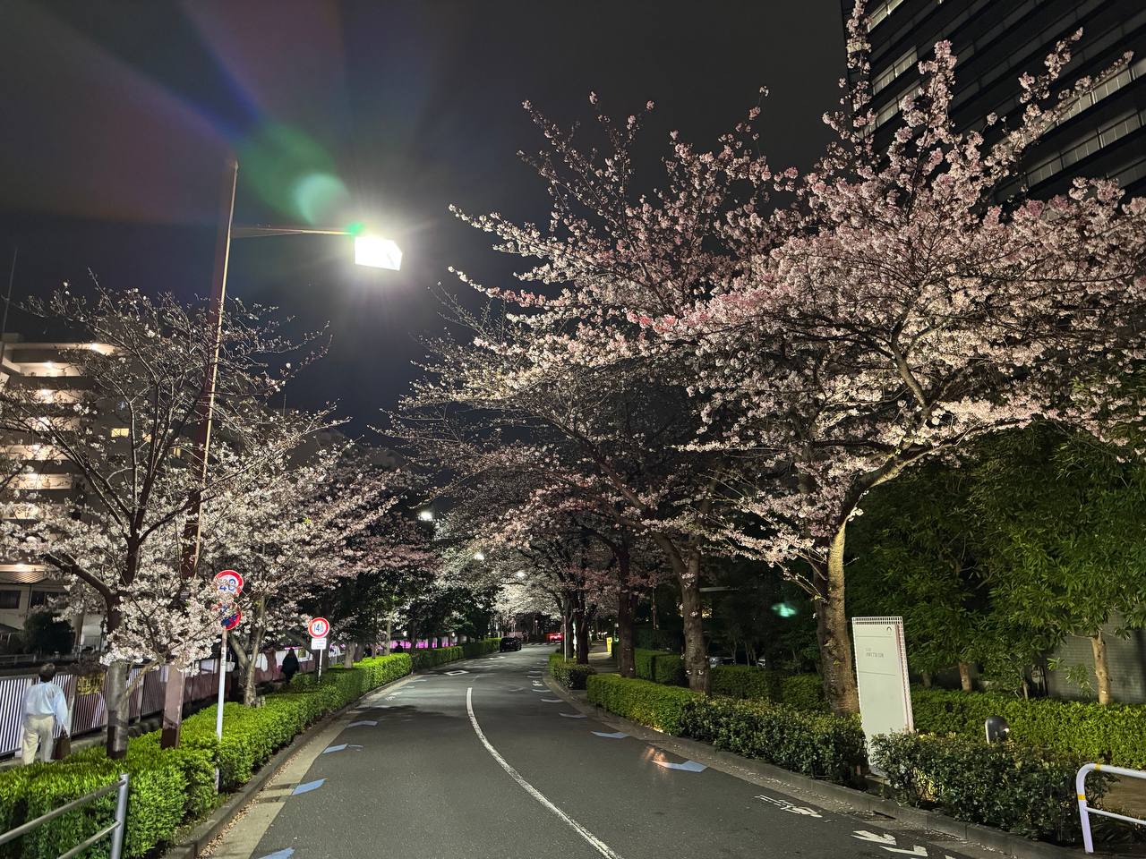 Aleja kwitnących wiśni nocą w Shinagawa - tunel kwiatow nad pustą drogą, latarnie, wieżowiec w tle