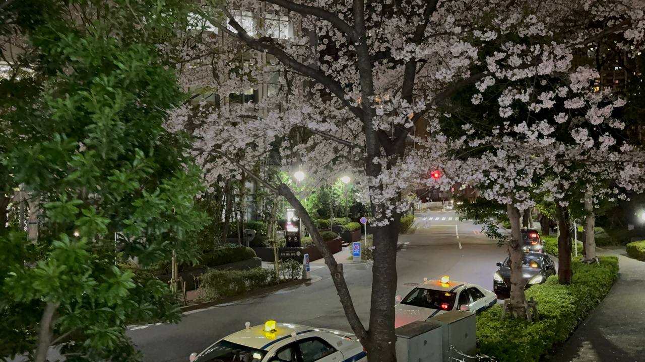 Dwie żółte taksówki pod kwitnącą wiśnią nocą w Shinagawa, ulica z latarniami