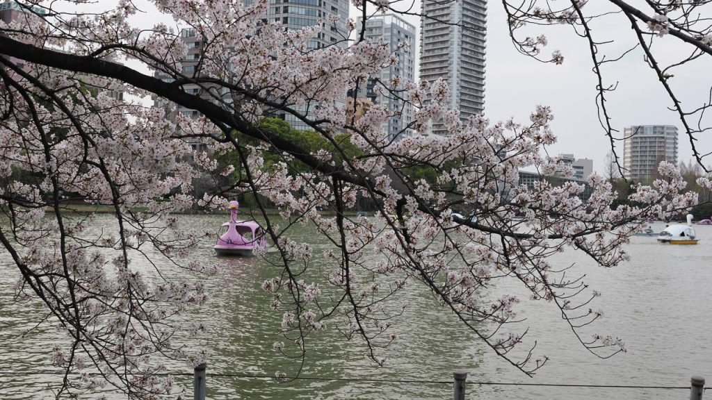 Różowa łódka w kształcie łabędzia na stawie Shinobazu, w tle kwitnące wiśnie i wieżowce Tokio