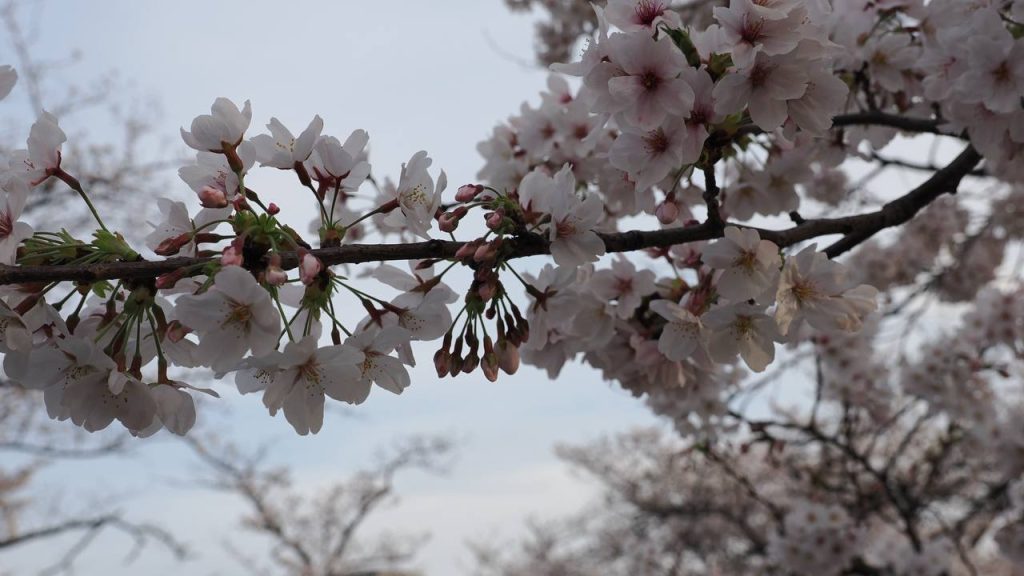 Makro kwitnącej wiśni somei-yoshino - białoróżowe płatki i pąki na gałęzi na tle nieba