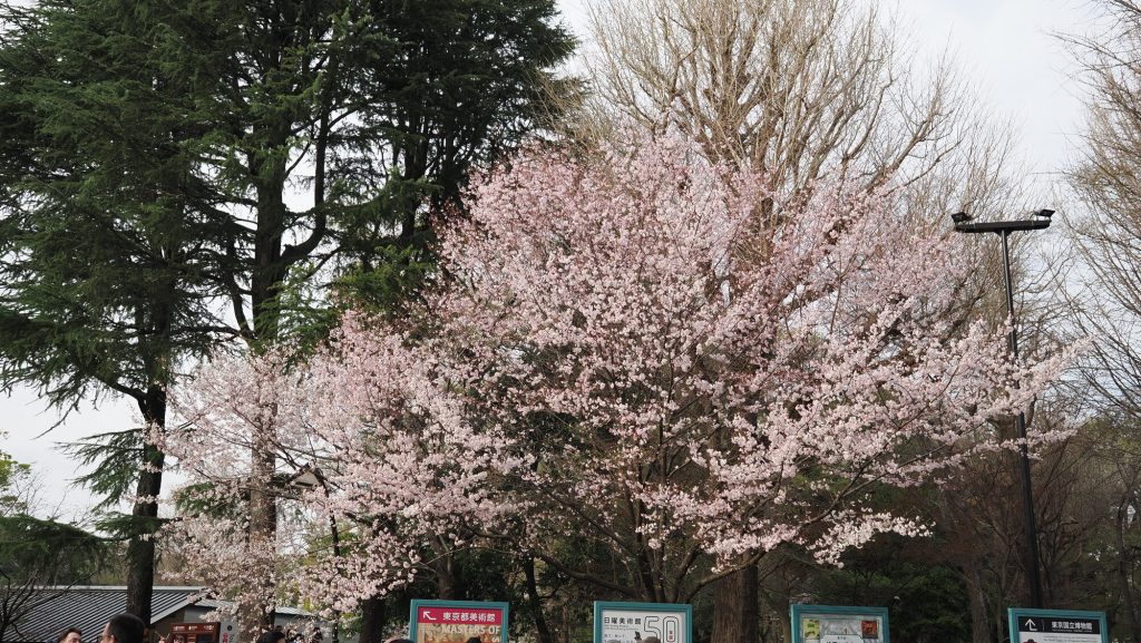 Kwitnąca wiśnia sakura przy wejściu do Parku Ueno, w tle tablice muzeów