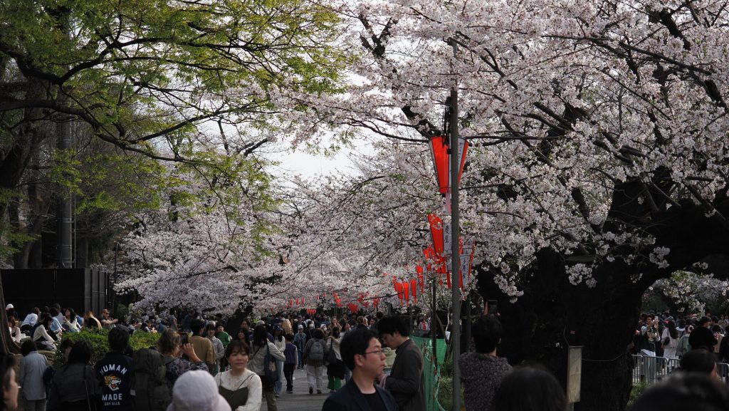 Aleja sakury w Parku Ueno z czerwonymi latarniami i tłumem ludzi