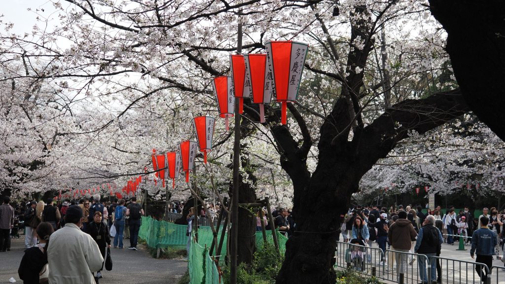 Czerwone latarnie hanami i kwitnące wiśnie w Parku Ueno