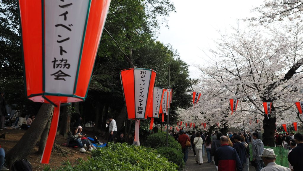 Aleja Parku Ueno z czerwonymi latarniami Japan Event Association i kwitnącymi wiśniami, tłum ludzi na hanami