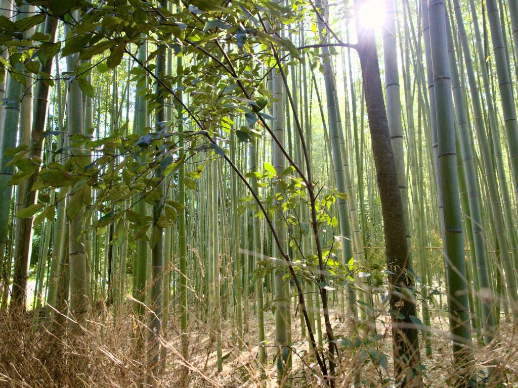 Las bambusowy Arashiyama — słońce przez gęste łodygi