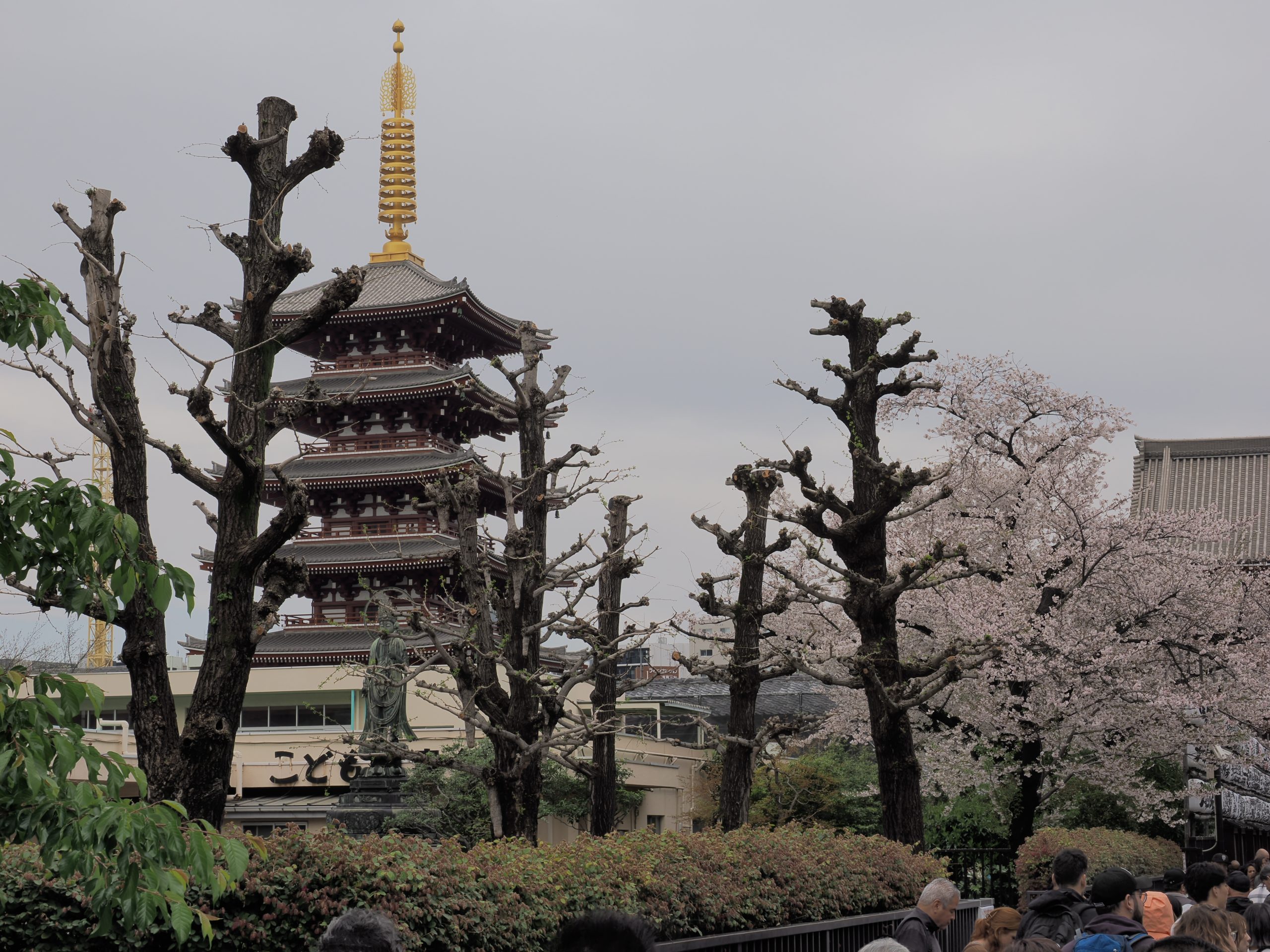 Pięciokondygnacyjna pagoda świątyni Senso-ji wyglądająca spośród nagich drzew i kwitnących wiśni na tle zachmurzonego nieba