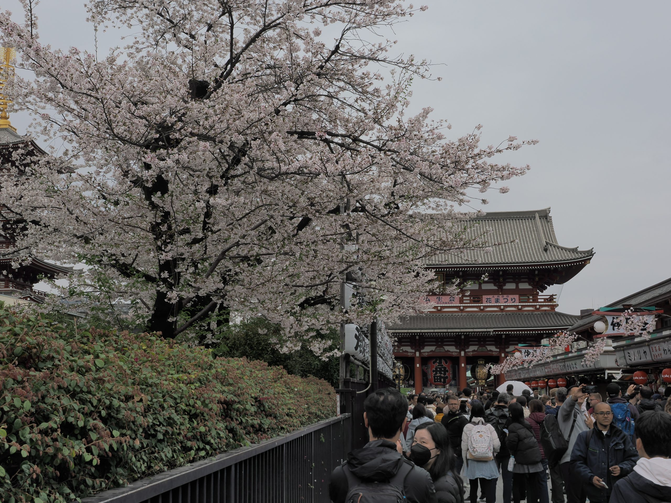 Kwitnące drzewo wiśni na pierwszym planie, brama Hozomon świątyni Senso-ji w tle, ogromny tłum zwiedzających