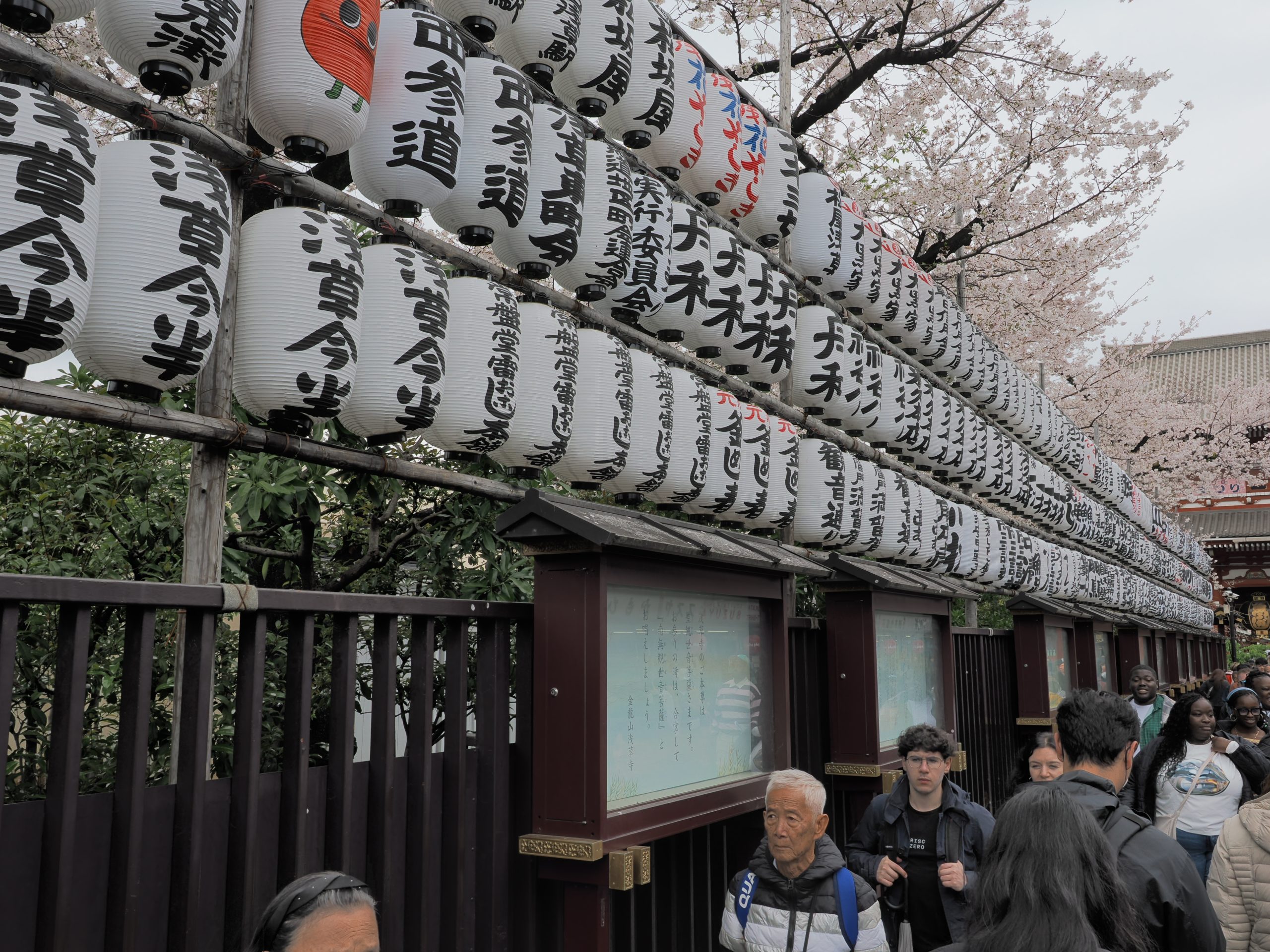 Rzędy białych papierowych lampionów z czarną kaligrafią na stelażu przy świątyni Senso-ji, drzewo wiśni w tle, tłum poniżej