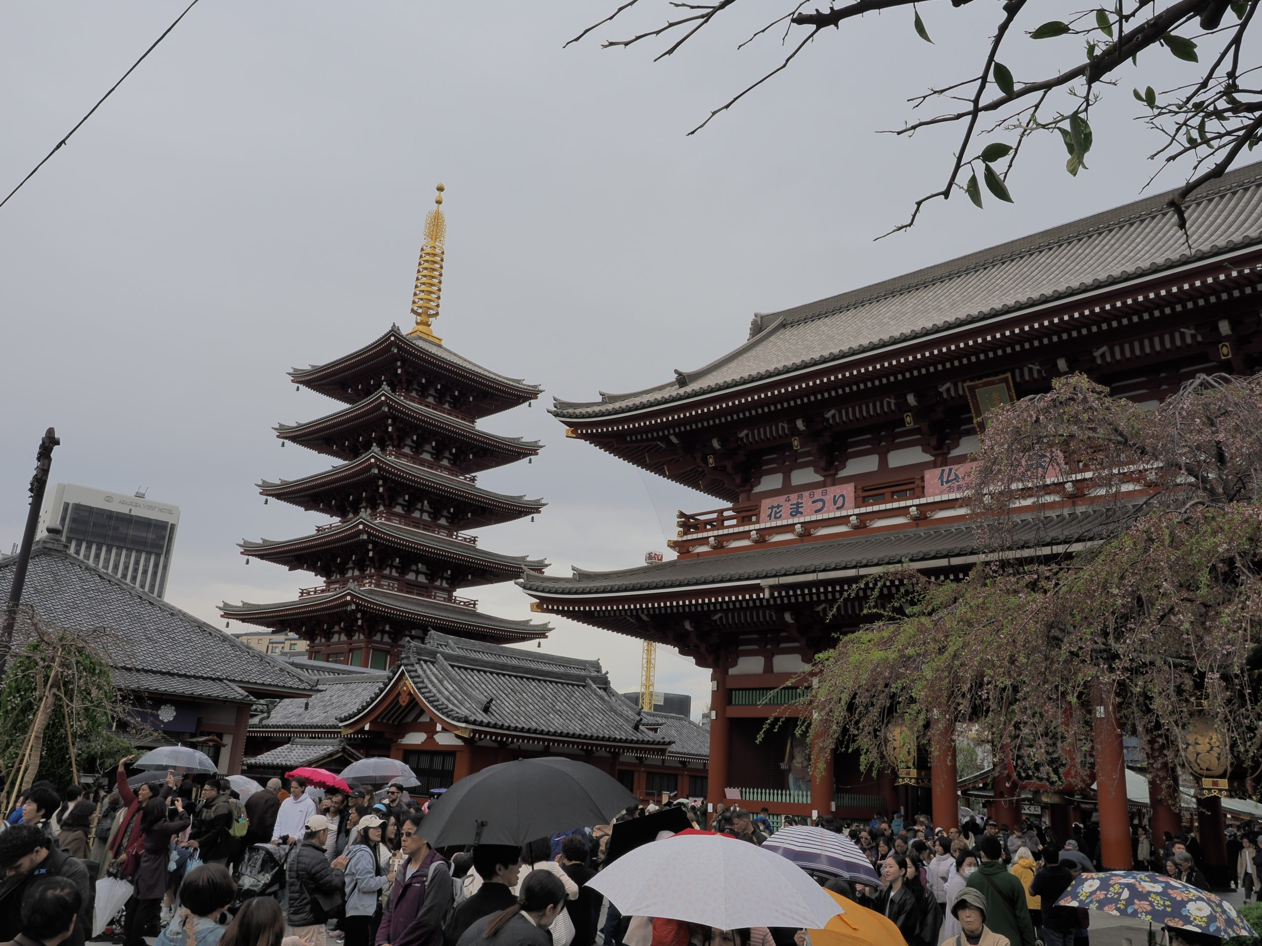 Pięciokondygnacyjna pagoda i brama Hozomon w świątyni Senso-ji podczas festiwalu Hana Matsuri, tłumy z parasolkami, płacząca wiśnia po prawej