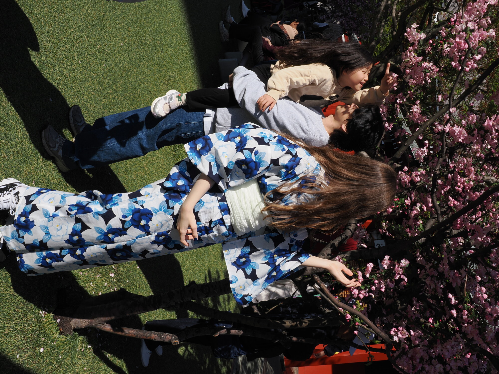 Dziewczyna w yukacie przy kwitnącej yaezakurze na dziedzińcu Senso-ji