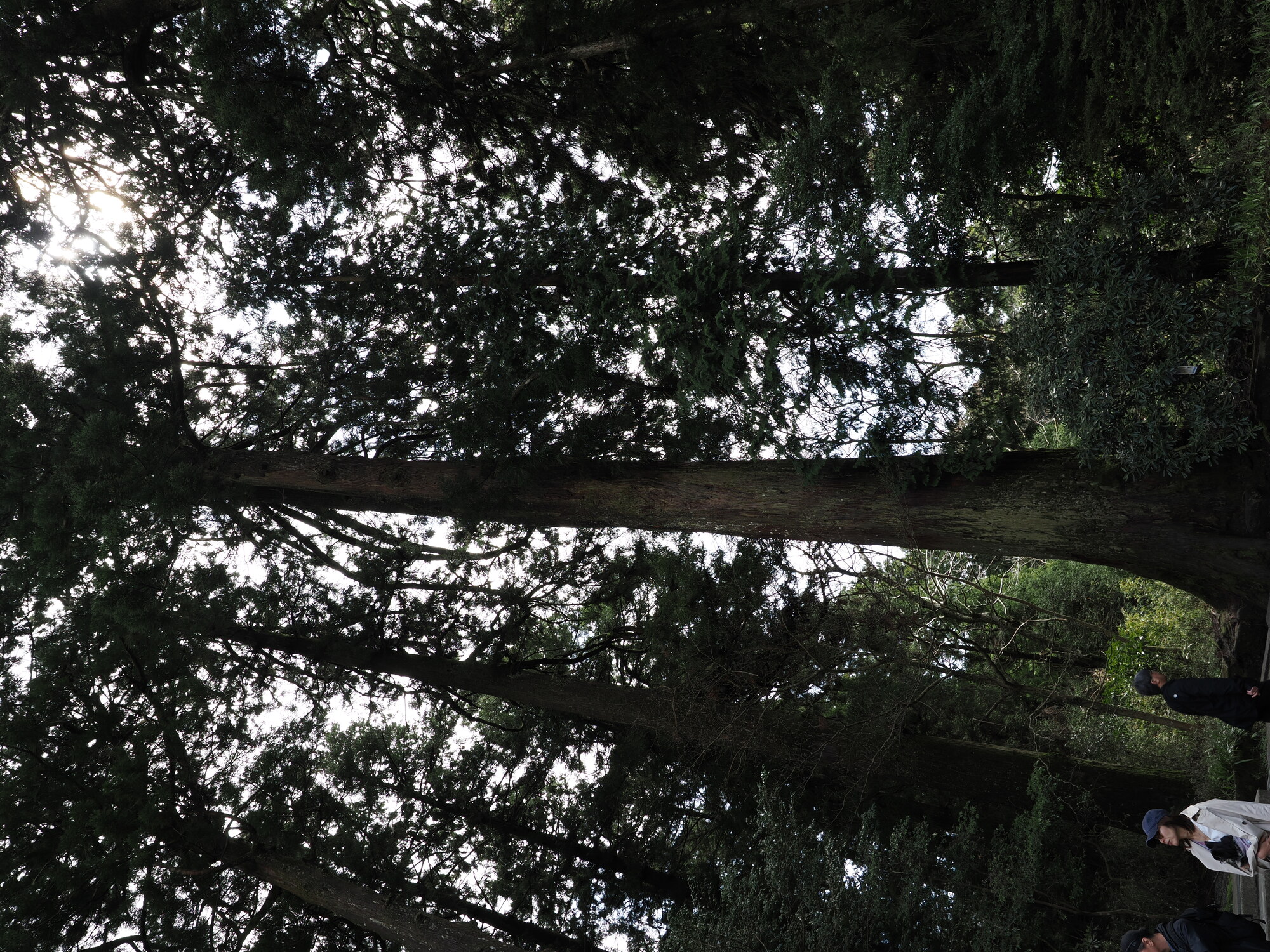 Stary kamienny koma-inu porośnięty mchem na dziedzińcu Hakone Jinja z czerwonym lampionem