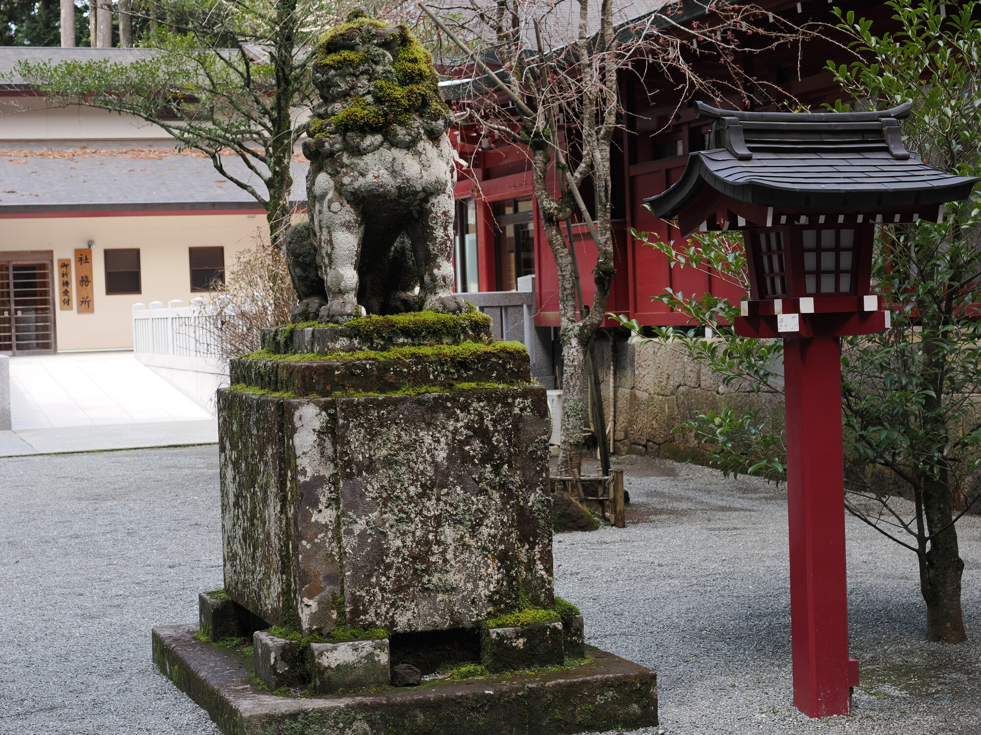 Gigantyczne drzewa cedrowe przy alei prowadzącej do Hakone Jinja, słońce przez korony