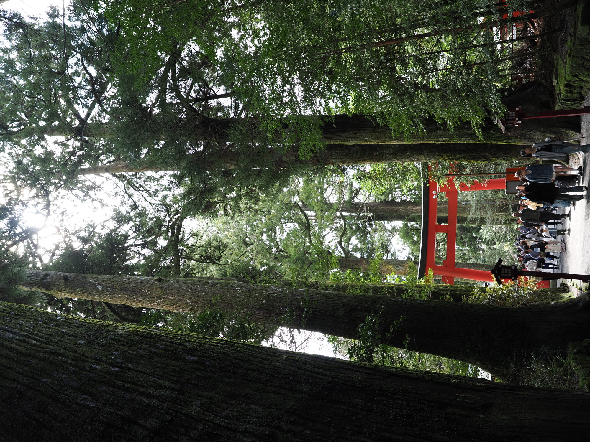 Aleja do Hakone Jinja z torii między gigantycznymi cedrami, tłum turystów