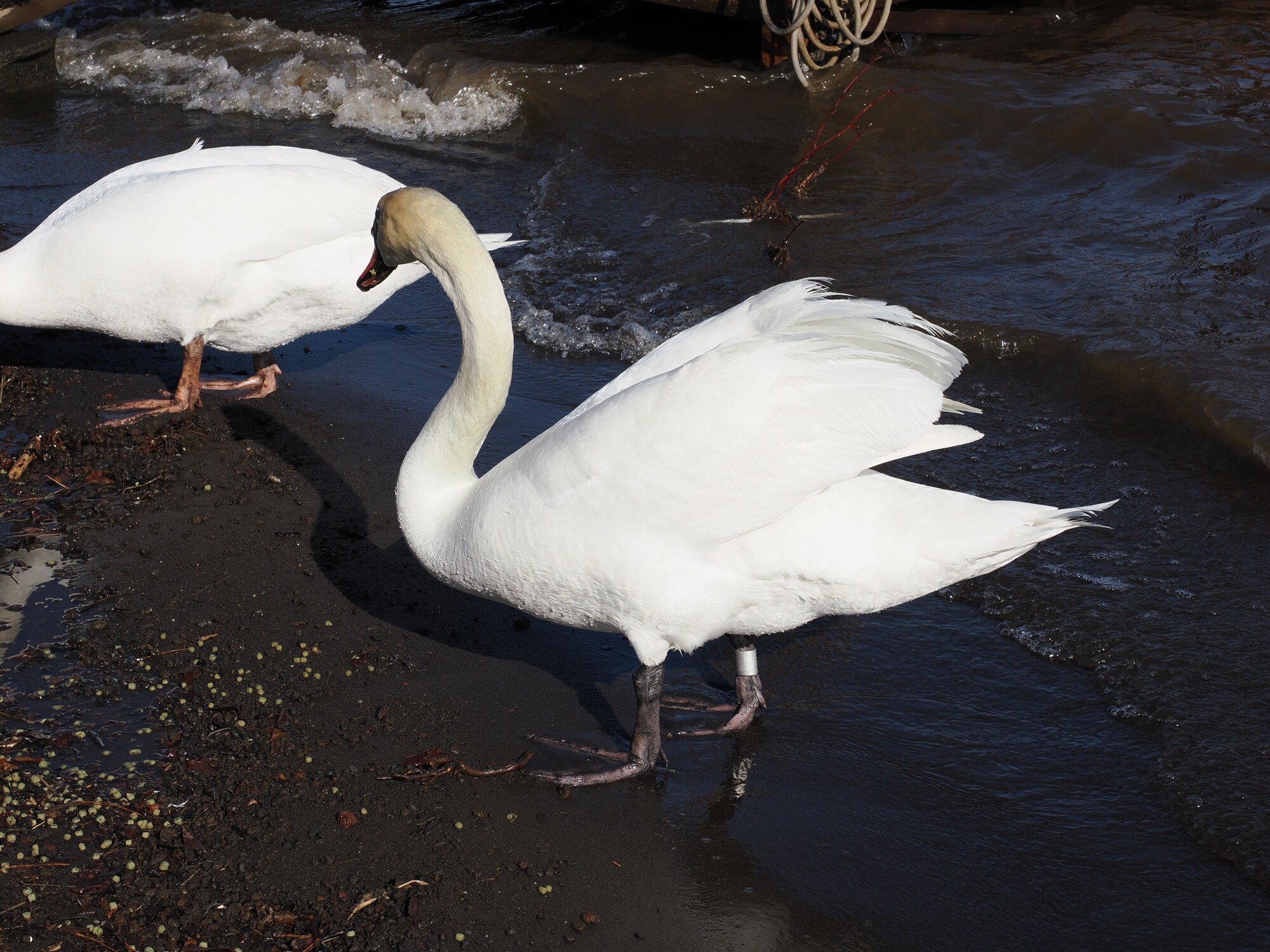 Dwa białe łabędzie na czarnym wulkanicznym piasku nad brzegiem jeziora Kawaguchiko