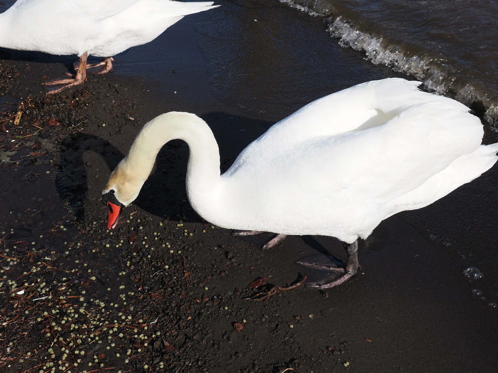 Łabędź niemy z czerwonym dziobem wychodzący z wody na czarny piasek, zbliżenie