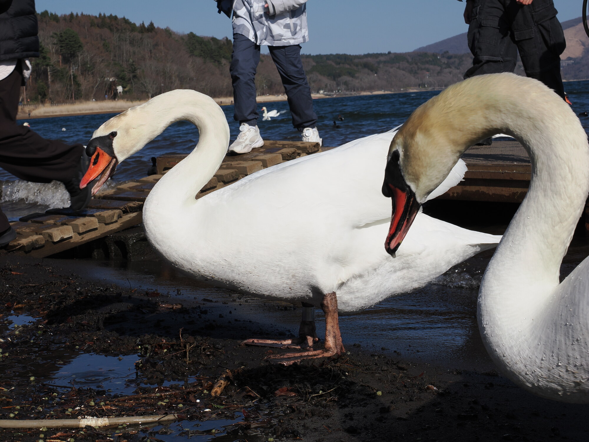 Dwa łabędzie na drewnianym pomoście, kłócą się o jedzenie, jezioro Kawaguchiko w tle