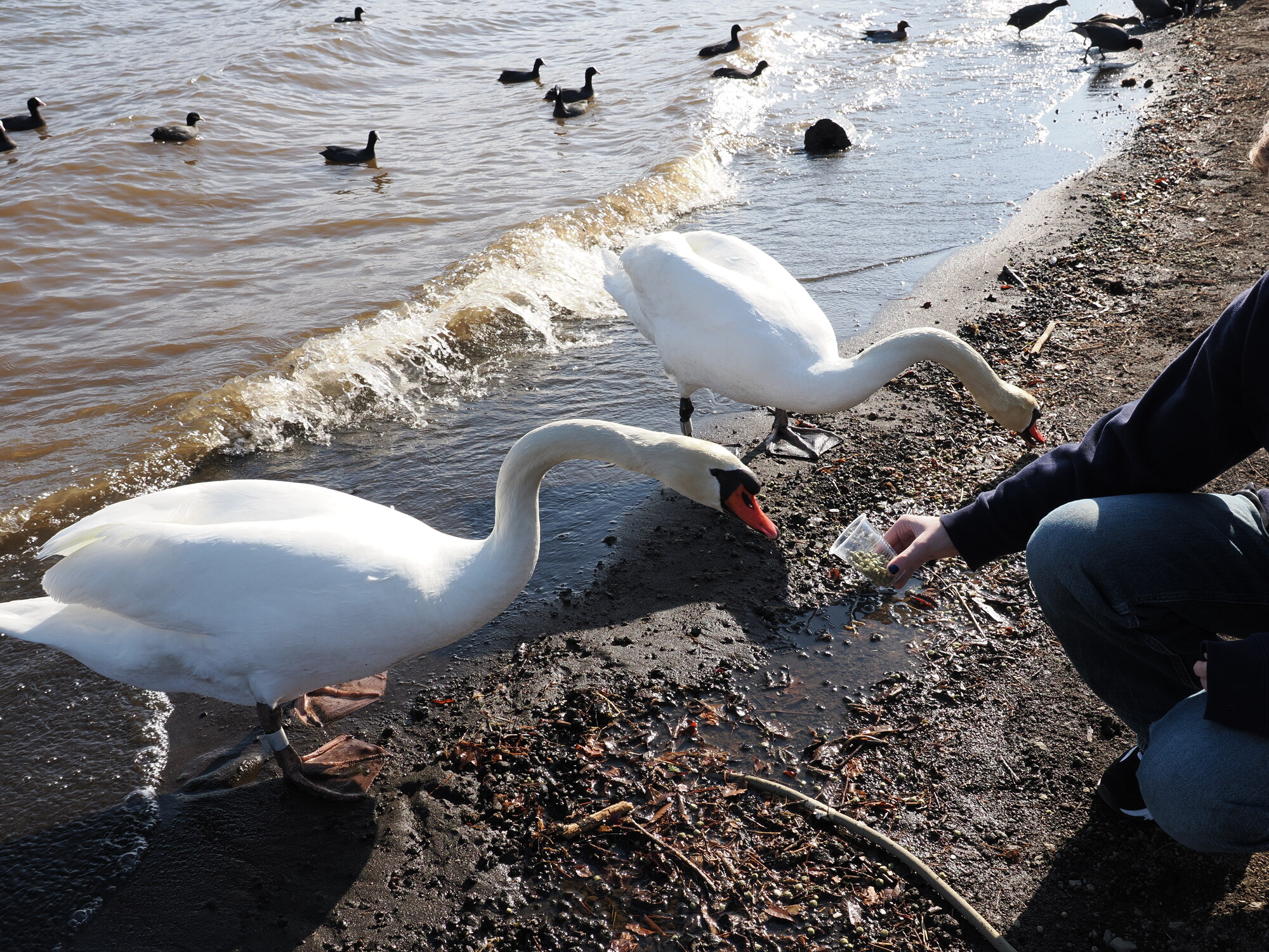 Karmienie łabędzia z ręki na brzegu jeziora Kawaguchiko, łyski i drugi łabędź w tle