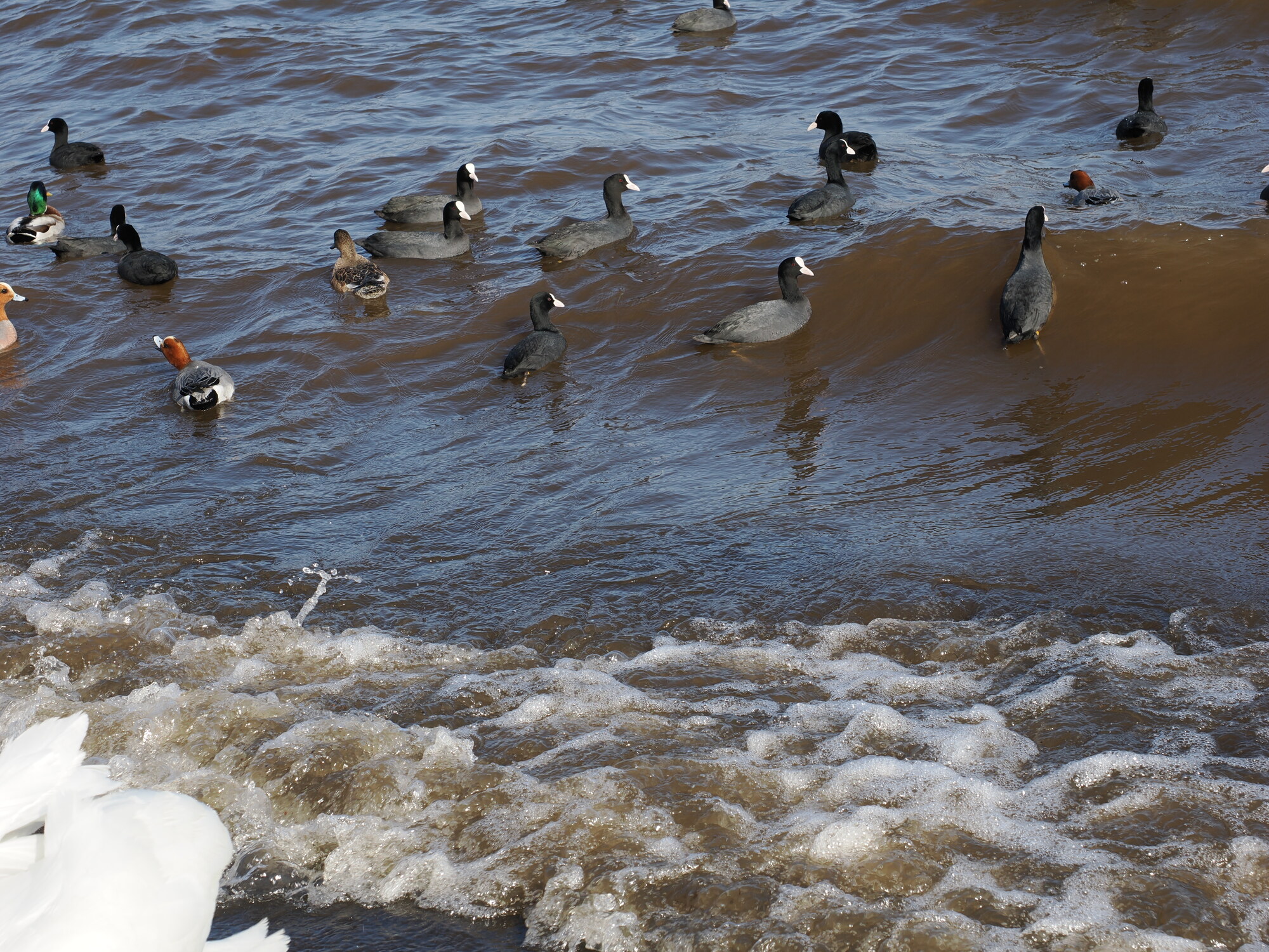 Stado łysek i kaczek na falach jeziora Kawaguchiko, kaczka krzyżówka i rdzawogłówki