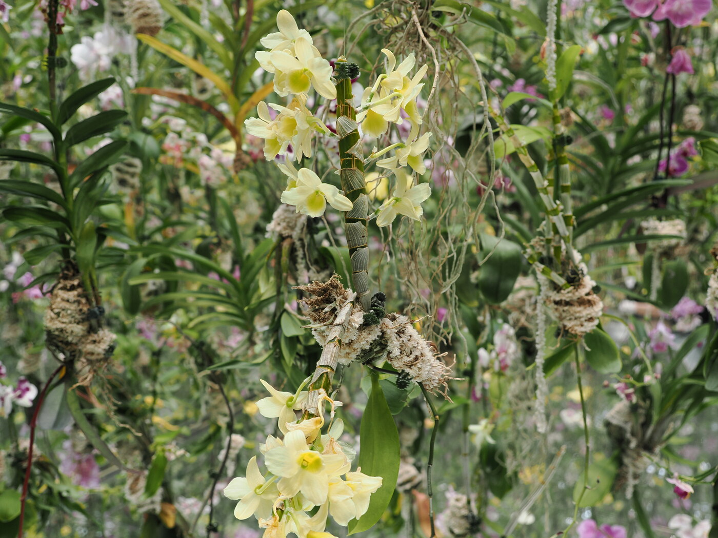 Ogród orchidei w Solamachi — dendrobium kremowe zwisające z łodygi, w tle gęsta dżungla różowych i żółtych orchidei