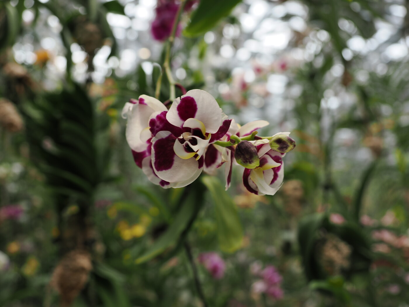 Zbliżenie orchidei biało-fioletowej — Phalaenopsis z wzorem burgund na białych płatkach, pąki w tle z zieleni szklarni