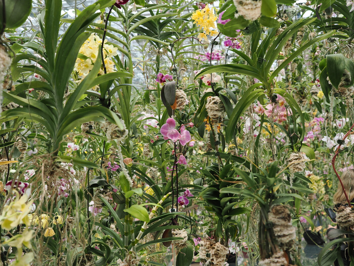 Wnętrze szklarni orchidei — gęsty las koralowców, korzenie powietrzne, żółte i różowe orchidee Dendrobium i Vanda na różnych poziomach