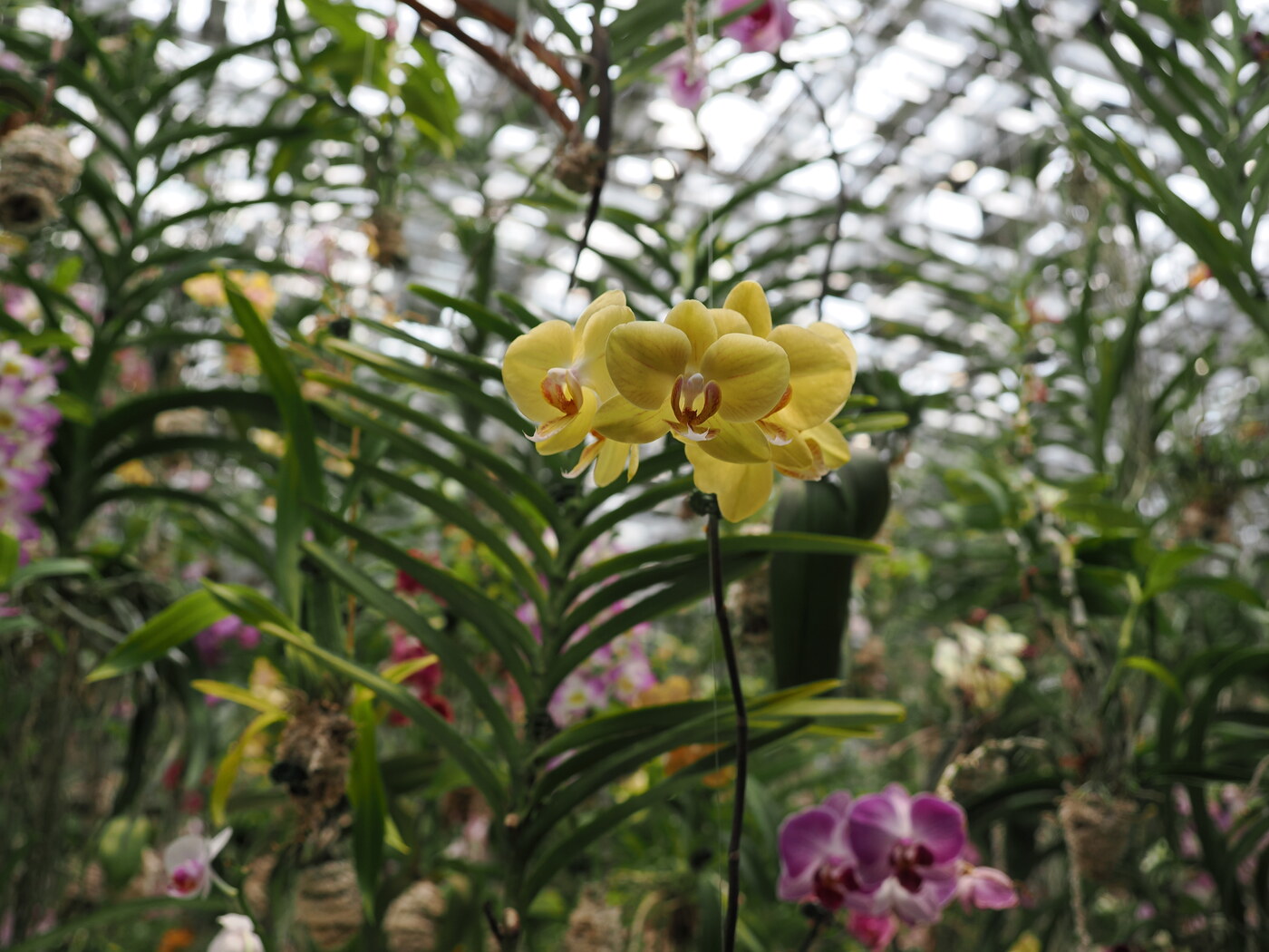 Zbliżenie na żółtą orchideę Phalaenopsis — dwa okrągłe kwiaty na czarnej łodyżce, za nimi purpurowe Dendrobium i gęste liście Vanda