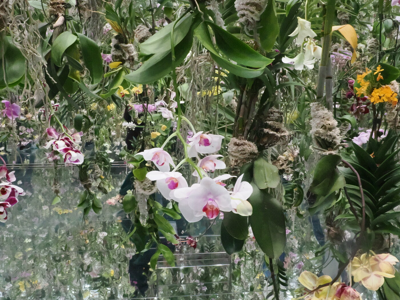 Orchidee Phalaenopsis różowo-białe i odbicie w lustrze — kwiaty zawieszone nad lustrzaną podłogą, efekt nieskończonej głębi ogrodu